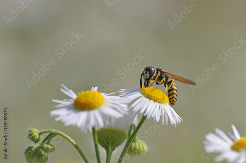 Bee on daisies against a blurred background  © miq1969