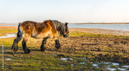 Schilderij op canvas Belgian draft horse walks through the frozen marshy area on the edge of a river
