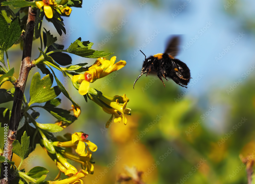 Bumblebee big flying near the yellow flowers at garden Bumblebee big flying near the yellow flowers at garden