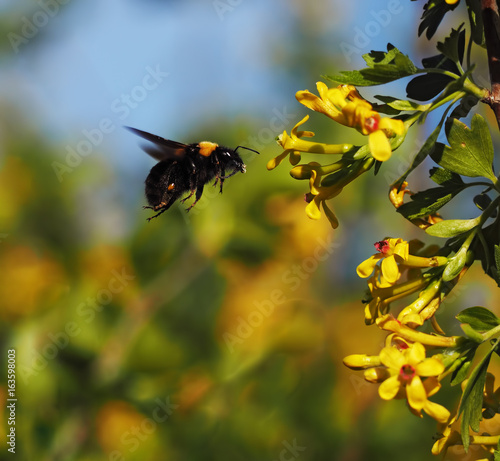 Bumblebee big flying  to the yellow flowers at garden