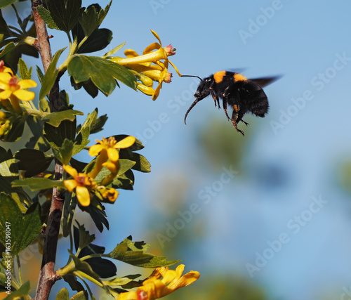 Bumblebee large flying to the yellow flowers at the garden at the sky © Sergii Mironenko