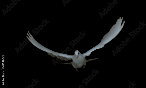 White dove  in the flight pigeon isolated at black side view