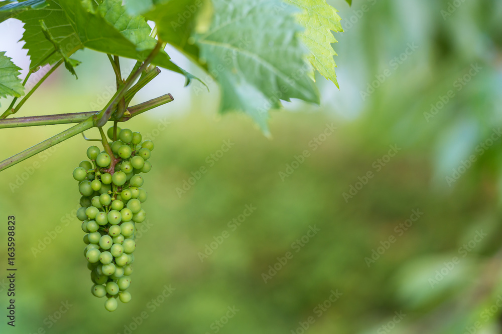 Weintrauben an der Weinrebe als Hintergrund Weintrauben an der Weinrebe als Hintergrund