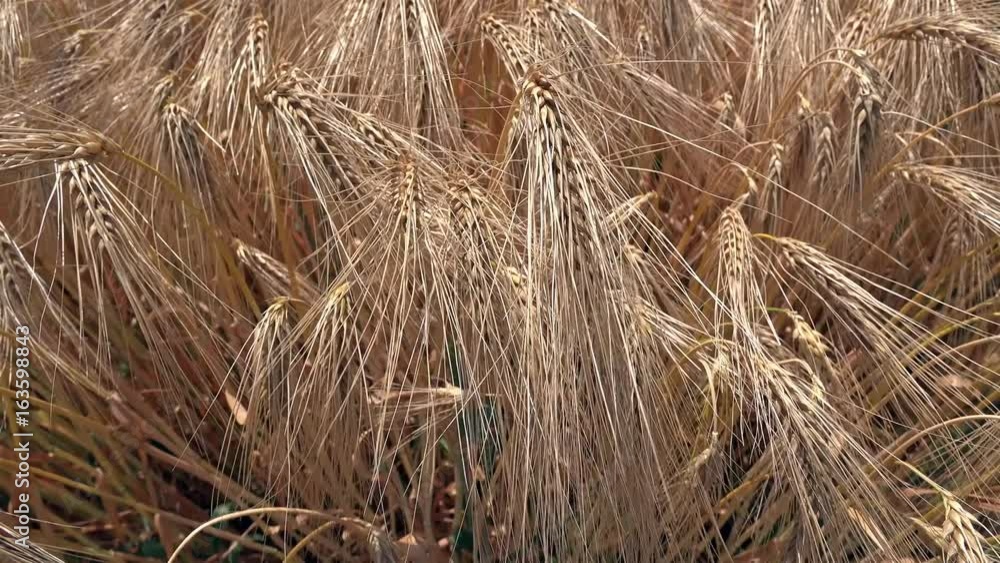 Slider shot of ripe wheat ready for the harvest Slider shot of ripe wheat ready for the harvest