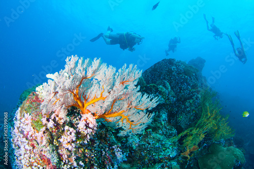 Wonderful and beautiful underwater world with corals  fish and sunlight