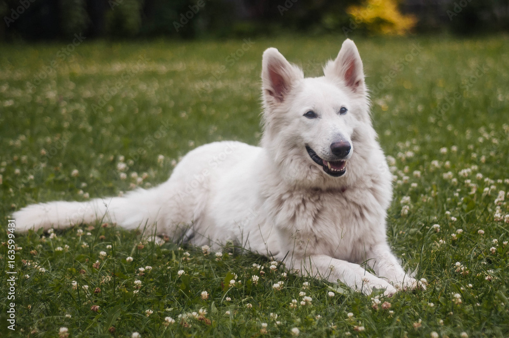 white dog white dog