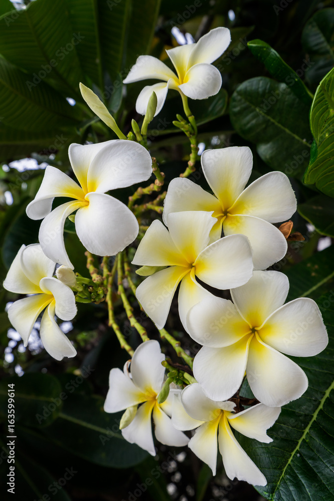 beautiful white bloomFrangipani (Plumeria) flowers.