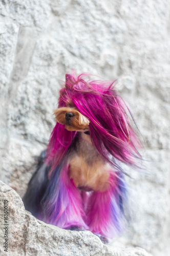 Yorkshire Terrier with pink hair