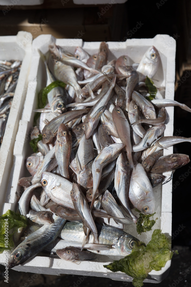 Mediterranean fish exposed Mediterranean fish exposed