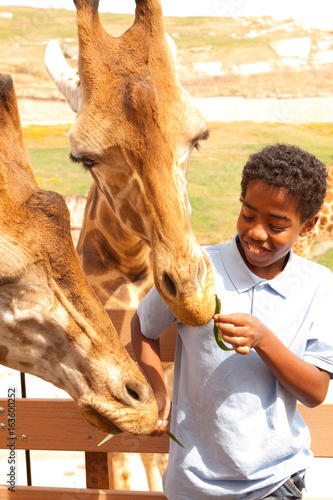 Canvas Print Young boy feeding giraffes at the zoo.