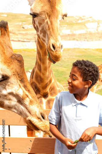 Photography Young boy feeding giraffes at the zoo.