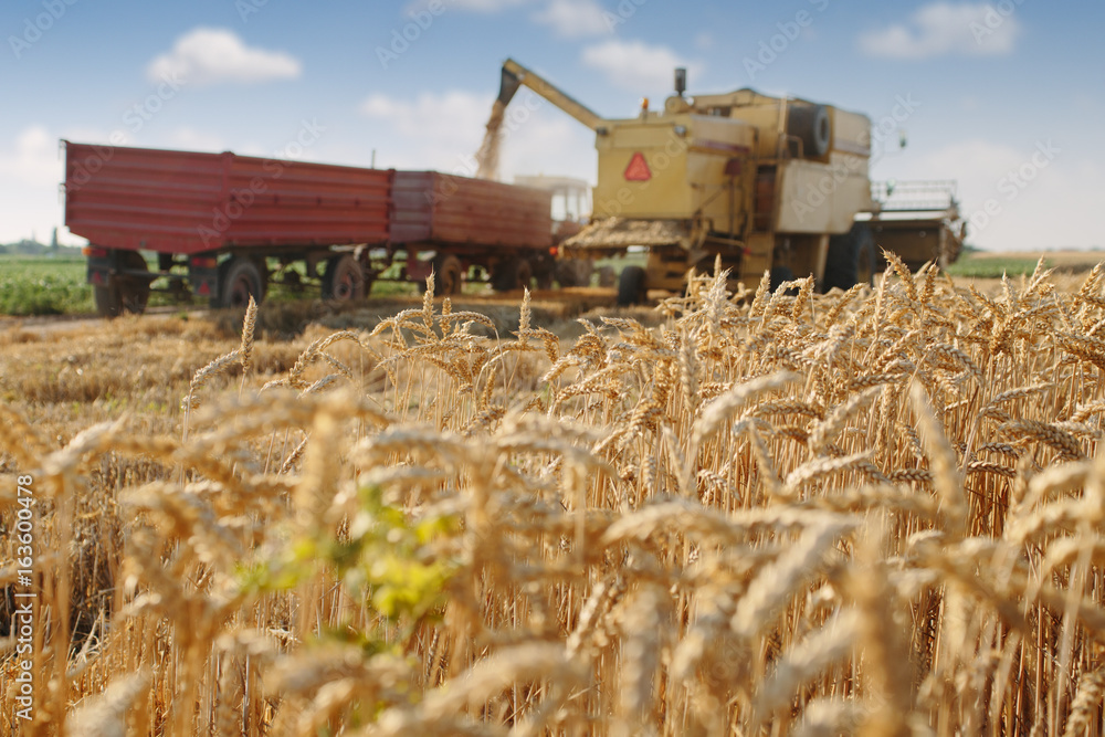 Fototapeta premium Wheat harvest in process with selective focus on wheat plants