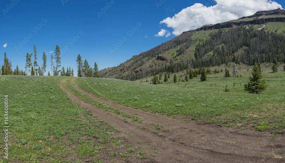 Tracks lead through a mountain meadow and into the wilderness.