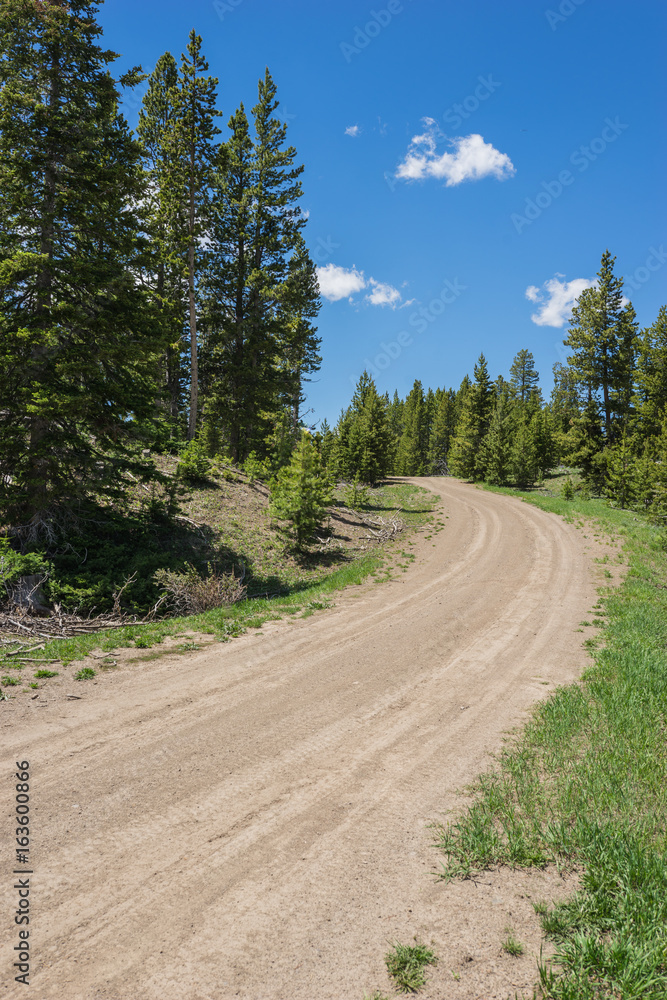 Fototapeta premium Worn dirt road over low hill in wooded area of pine forest.