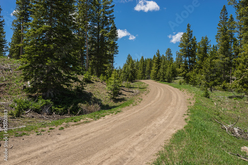 Dirt path leads into the woods of a Rocky Mountain hillside in the American west.
