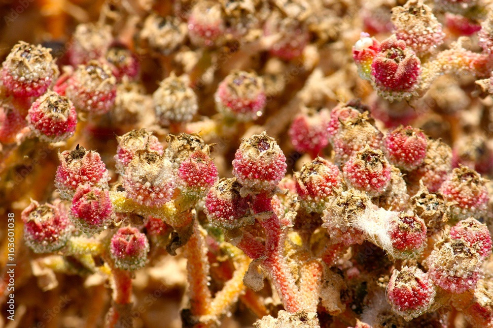 Palos Verdes Lighthouse