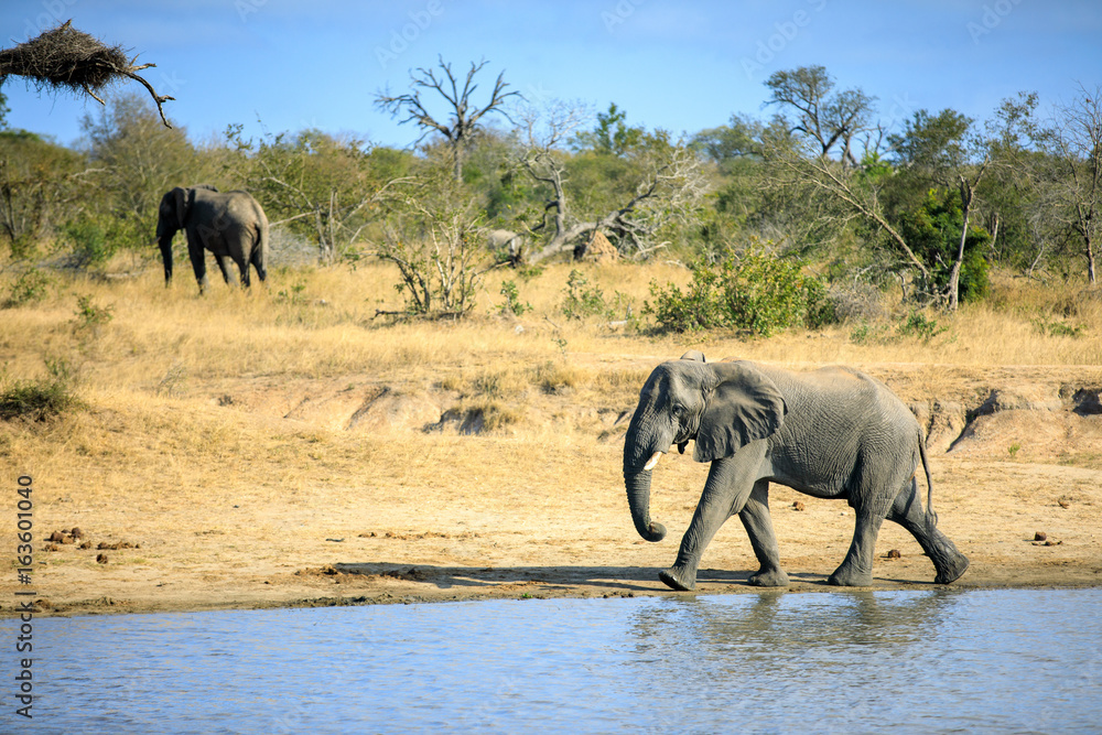Fototapeta premium Elephant on the move