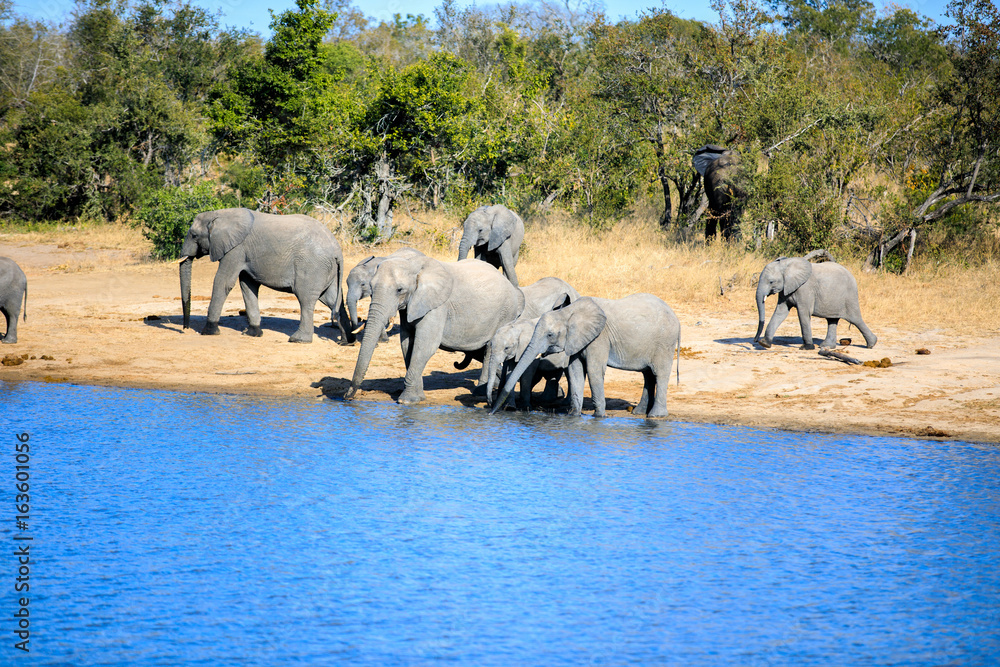 Obraz premium Elephant Family getting a Drink