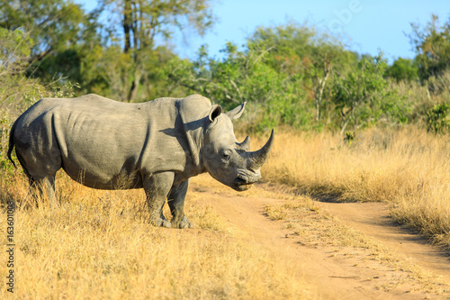 Massive Rhino