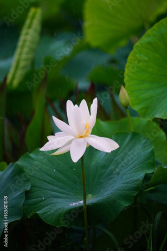         View of a blooming lotus flower over leaves 