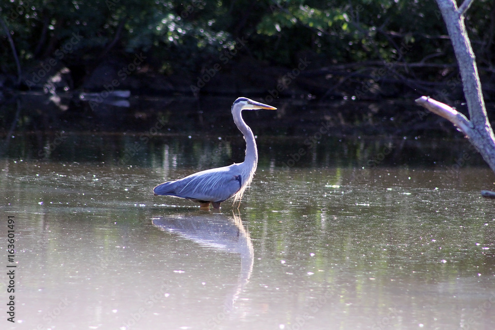 Fototapeta premium Blue heron