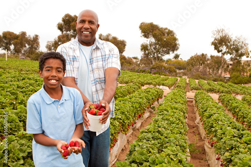 Canvas Print Father and son picking strawberries outside.