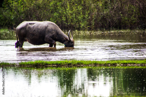 The buffalo is eating grass in flooded fields  watering grasshoppers.