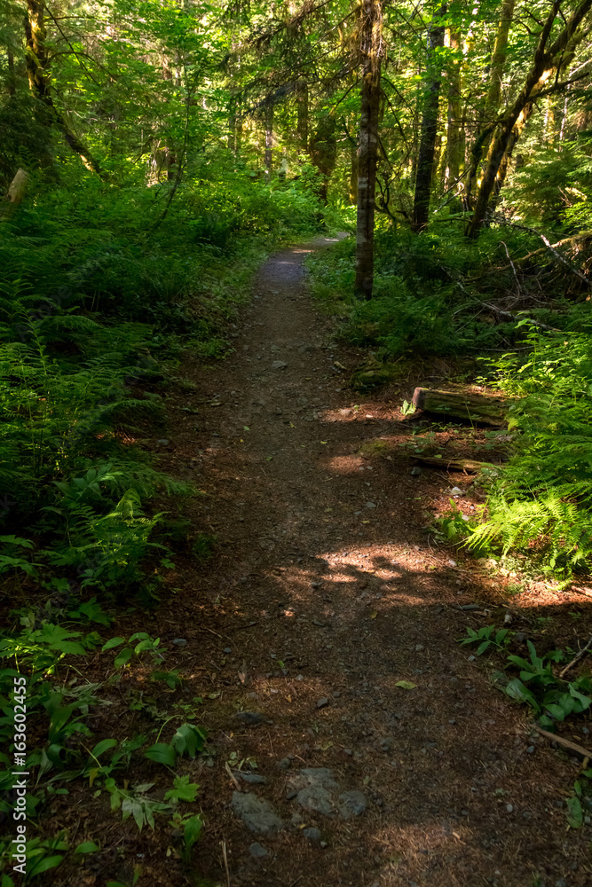 trail trail