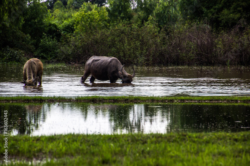 The buffalo is eating grass in flooded fields  watering grasshoppers.