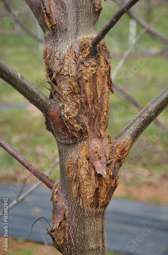 Canvas Print Chestnut tree with Blight