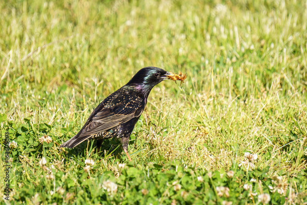Common Starling Sturnus Vulgaris on the green field eating bugs Common Starling Sturnus Vulgaris on the green field eating bugs