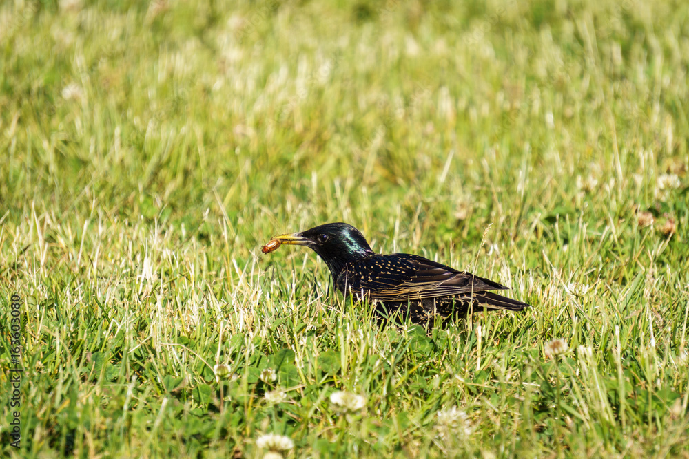 Common Starling Sturnus Vulgaris on the green field eating bugs