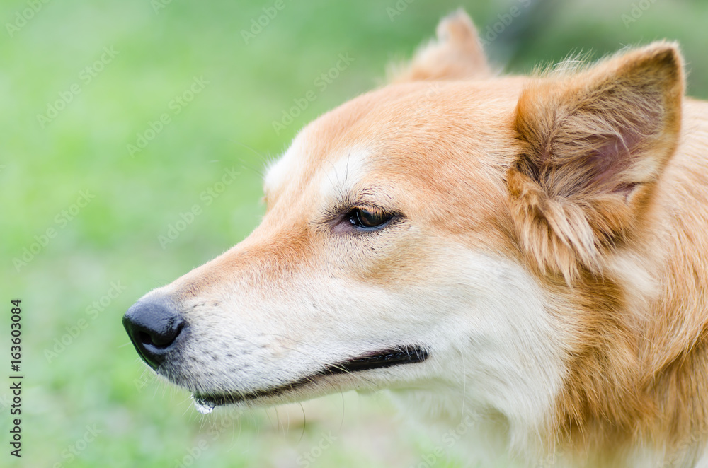 Close up brown dog face,Cute pet