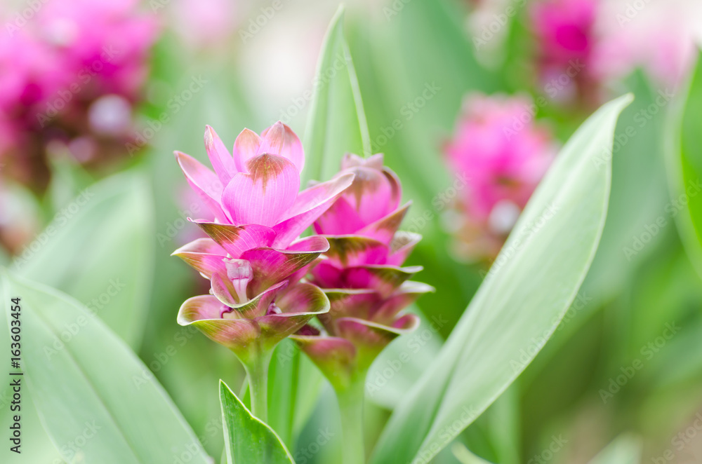 Fototapeta premium Pink curcuma flower (Curcuma alismatifolia),Popular Thai flower in rainy season