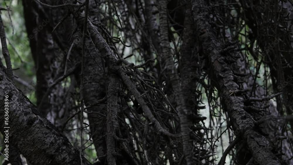 DENSE BRUSH IN THE SWAMP