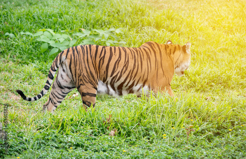 Fototapeta Naklejka Na Ścianę i Meble -  bengal tiger walking among green grass