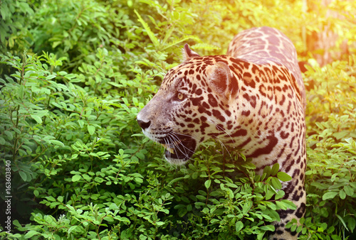 Fototapeta Naklejka Na Ścianę i Meble -  jaguar ( Panthera onca )