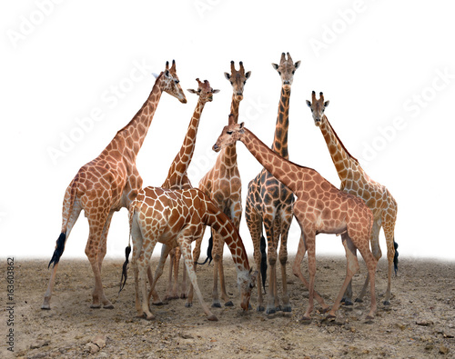 group of giraffe standing on the ground