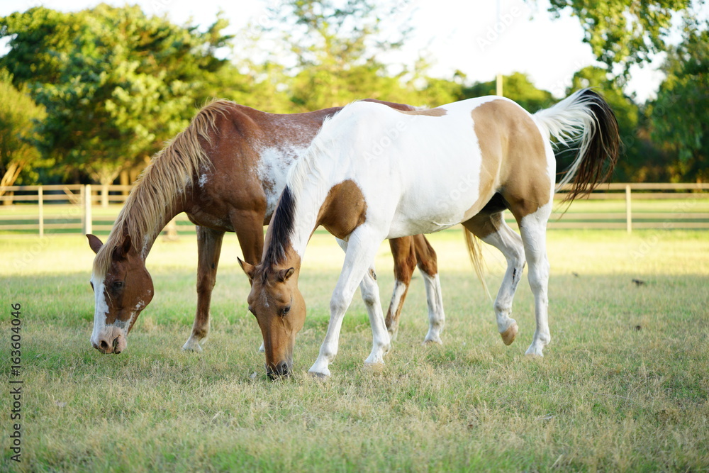 2 horses grazing in the field