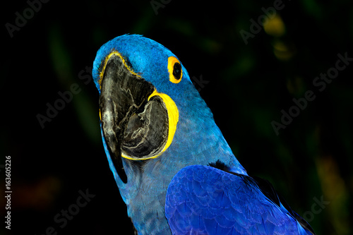 Hyacinth macaw (Anodorhynchus hyacinthinus), or hyacinthine macaw with vivid, deep blue feathers.