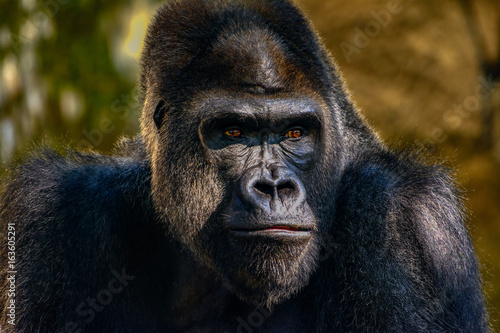 Male Silverback Western Lowland gorilla, (Gorilla gorilla gorilla) close-up portrait with vivid details of face, eyes. © jwjarrett