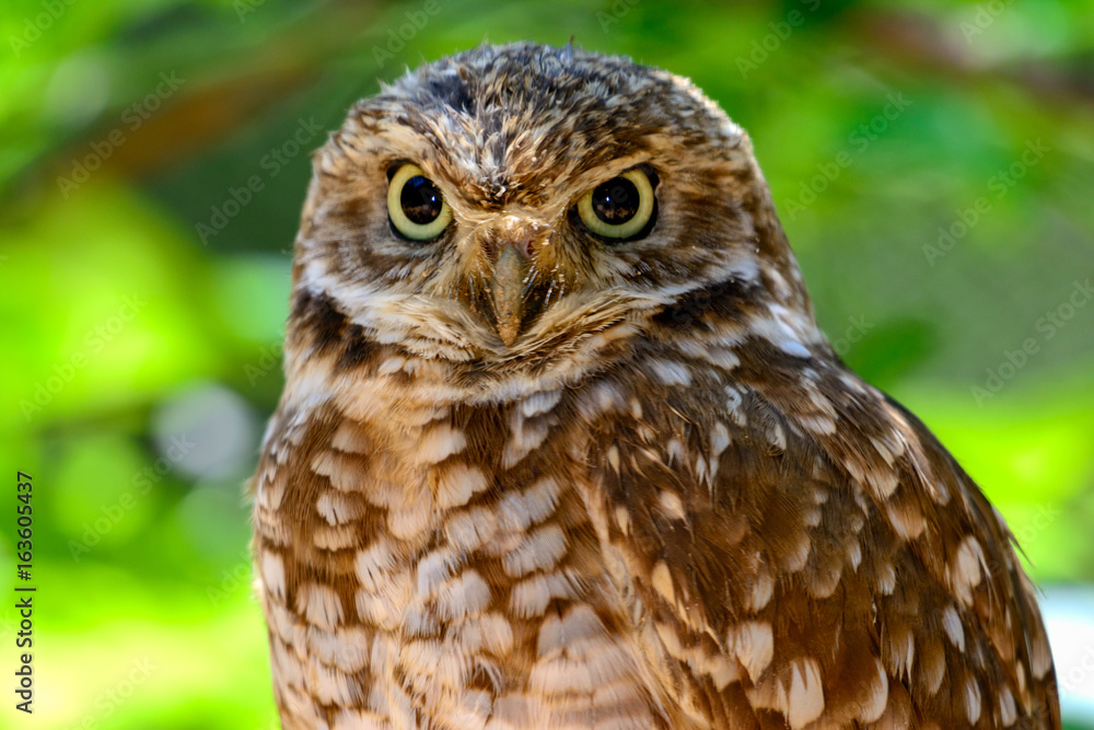 Burrowing owl (Athene cunicularia)