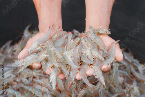 Canvas Print The hands are shoveling white shrimp in a bucket