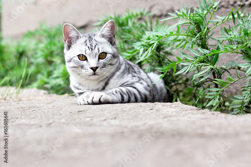 Cat sit in green grass on the summer garden background