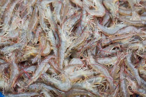 White shrimp lined
