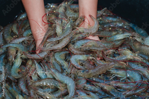 The hands are shoveling white shrimp in a bucket. To check the freshness.
