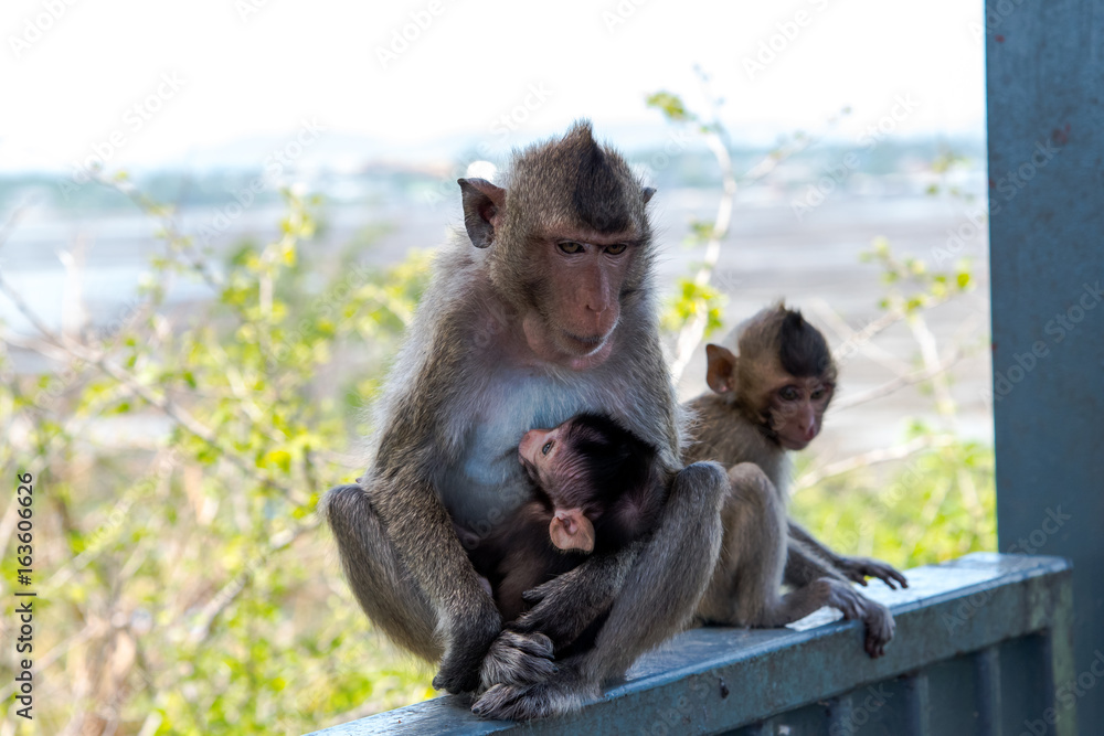 Naklejka premium Monkey with baby portrait.
