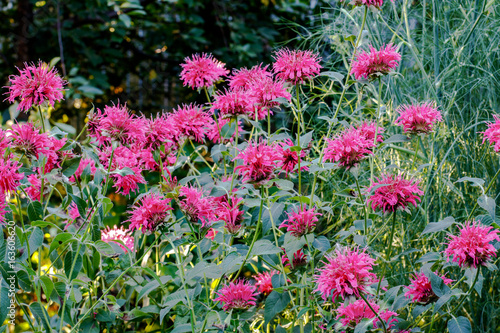 The shrub of the blooming Red Monarda in the Garden