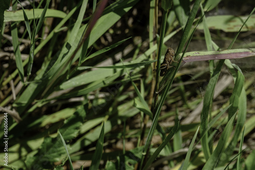 Grasshoper hiding on a plant leaf