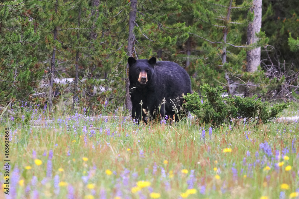 Obraz premium Black bear in a field of flowers